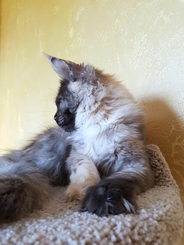 Marta Akbars - Kitten maine-coon 4 months 3 weeks