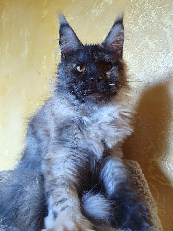 Marta Akbars - Kitten maine-coon 4 months 3 weeks