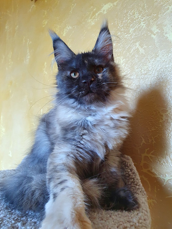 Marta Akbars - Kitten maine-coon 4 months 3 weeks