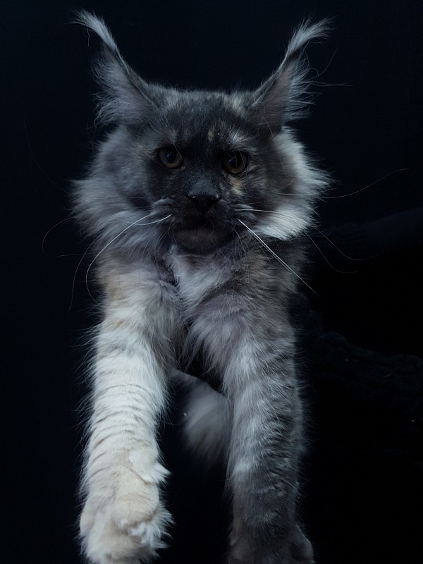 Marta Akbars - Kitten maine-coon 6 months 4 weeks