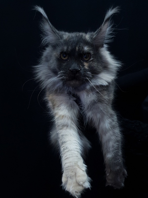 Marta Akbars - Kitten maine-coon 6 months 4 weeks