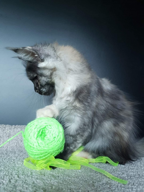 Marta Akbars - Kitten maine-coon 3 months 0.5 weeks
