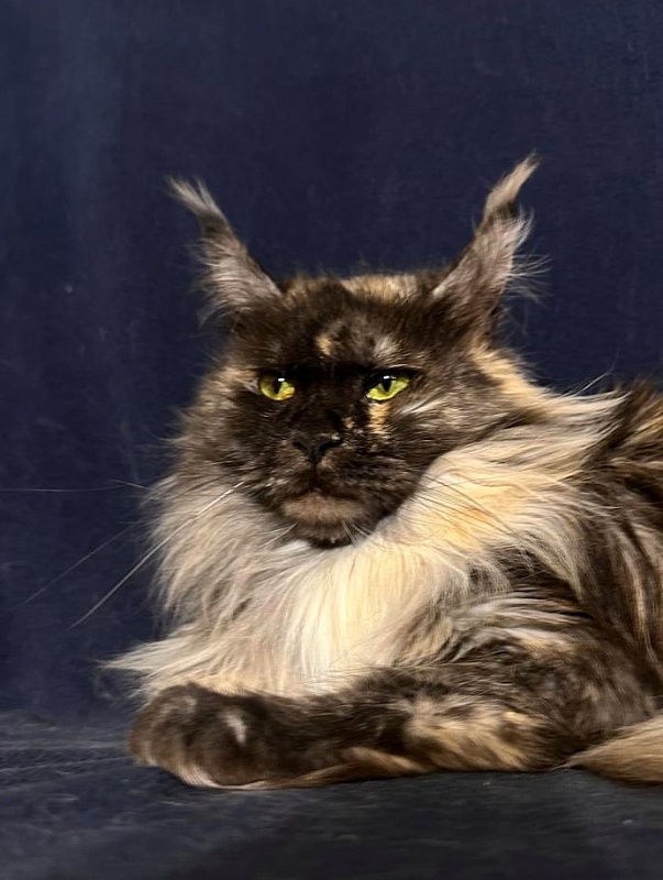 Marta Akbars - Adult maine-coon 3.5 years 1 week