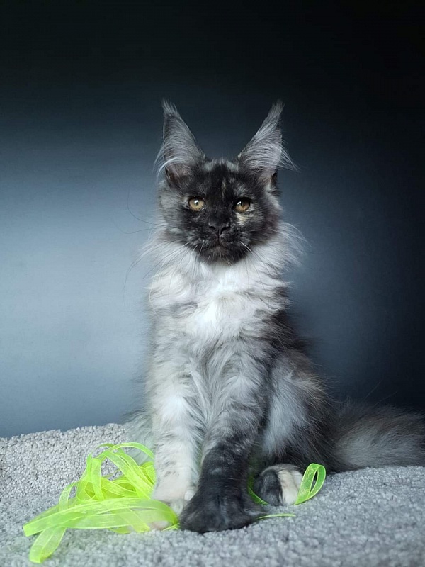 Marta Akbars - Kitten maine-coon 3 months 0.5 weeks
