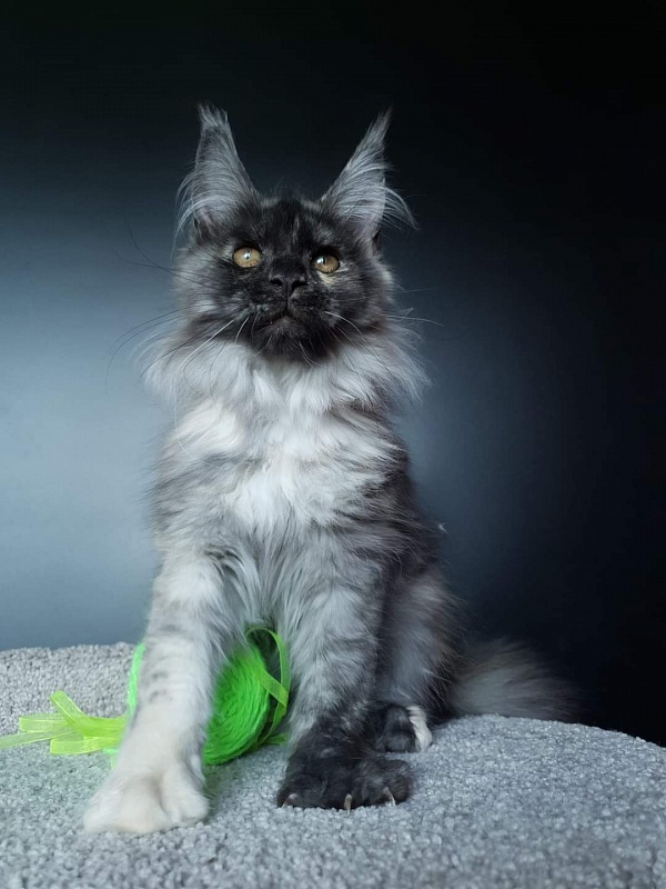 Marta Akbars - Kitten maine-coon 3 months 0.5 weeks