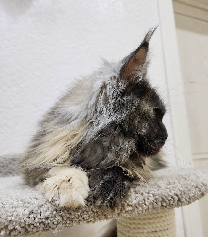 Marta Akbars - Adult maine-coon 1 year 8 months 2.5 weeks