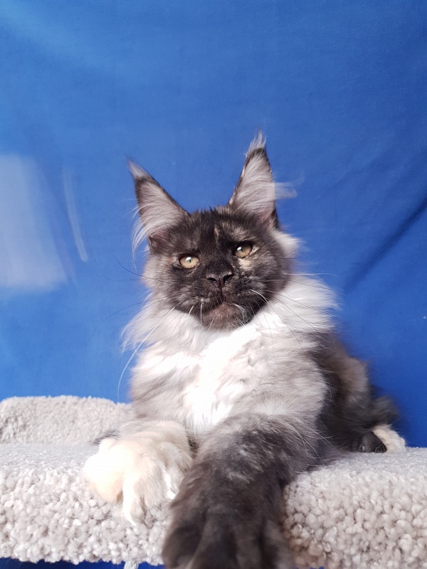 Marta Akbars - Kitten maine-coon 3 months 4 weeks