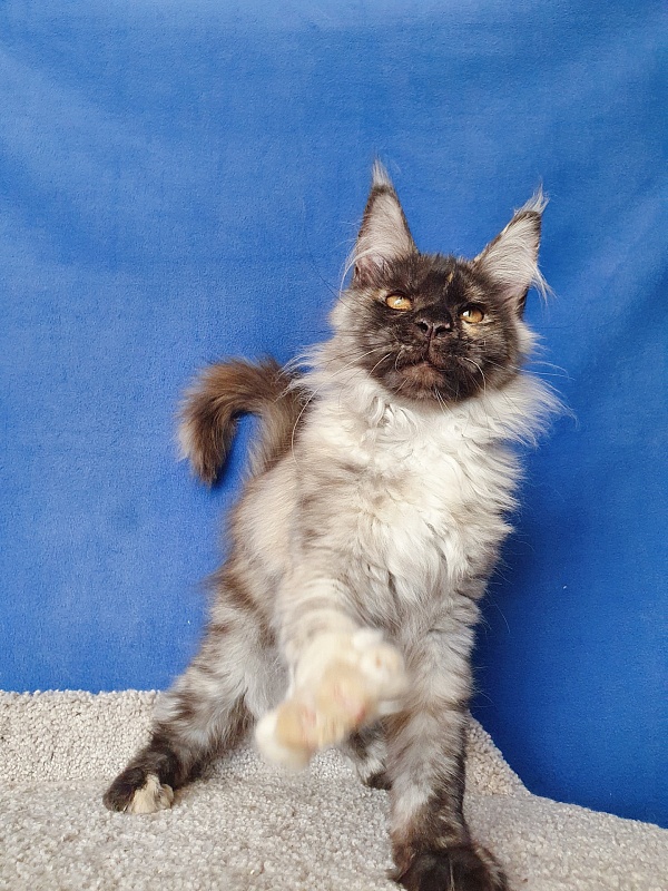 Marta Akbars - Kitten maine-coon 3 months 4 weeks