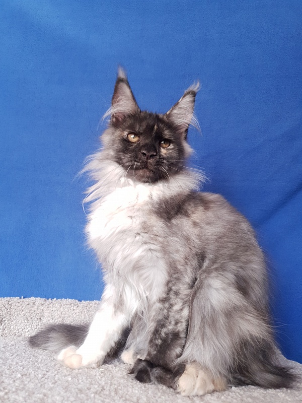 Marta Akbars - Kitten maine-coon 3 months 4 weeks