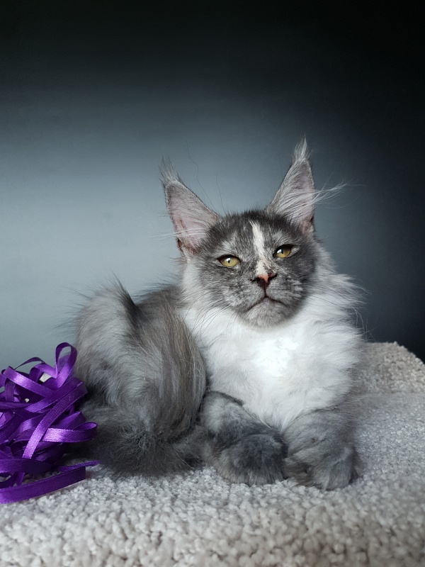 Madeira Akbars - Kitten maine-coon 3 months 0.5 weeks