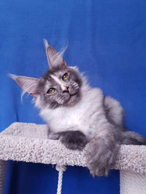 Madeira Akbars - Kitten maine-coon 3 months 4 weeks