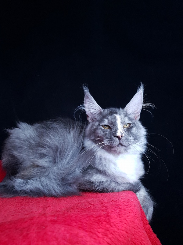 Madeira Akbars - Kitten maine-coon 4 months 3.5 weeks