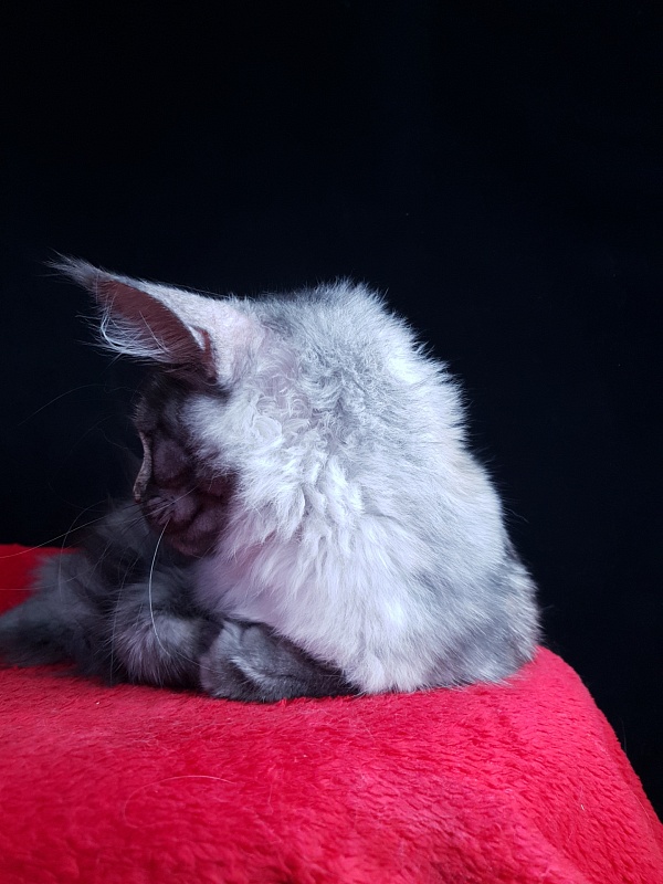 Madeira Akbars - Kitten maine-coon 4 months 3.5 weeks