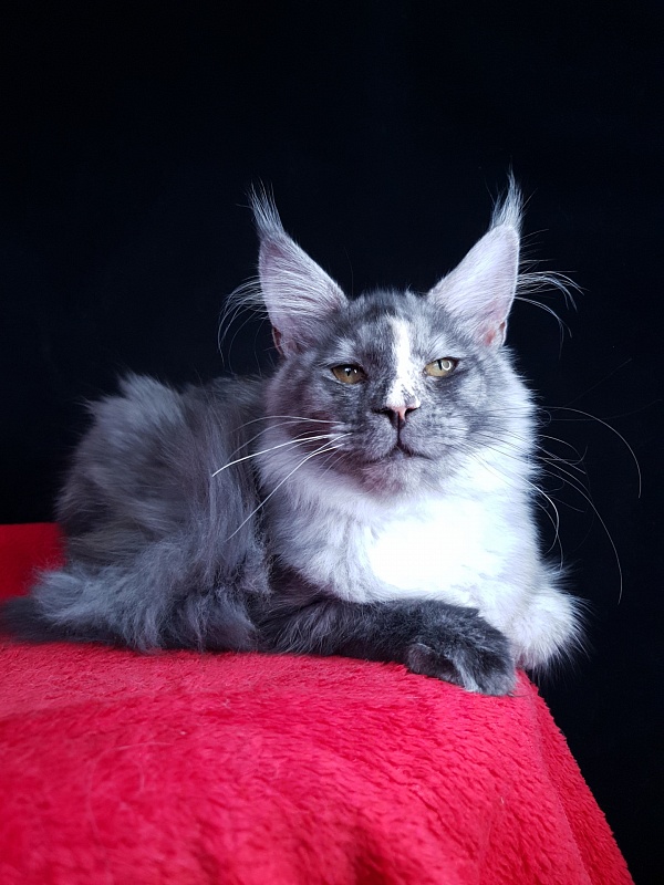 Madeira Akbars - Kitten maine-coon 4 months 3.5 weeks