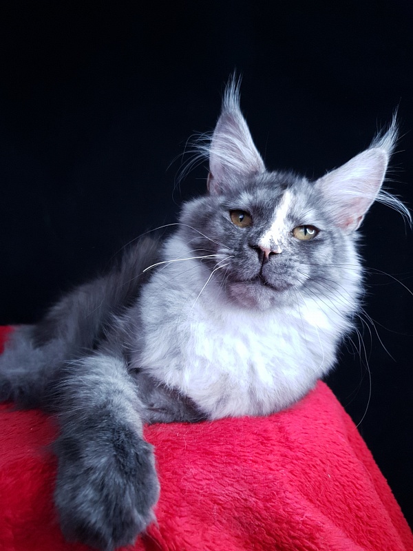 Madeira Akbars - Kitten maine-coon 4 months 3.5 weeks