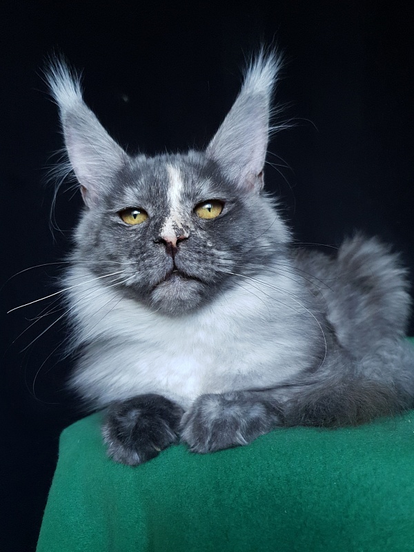 Madeira Akbars - Kitten maine-coon 5.5 months