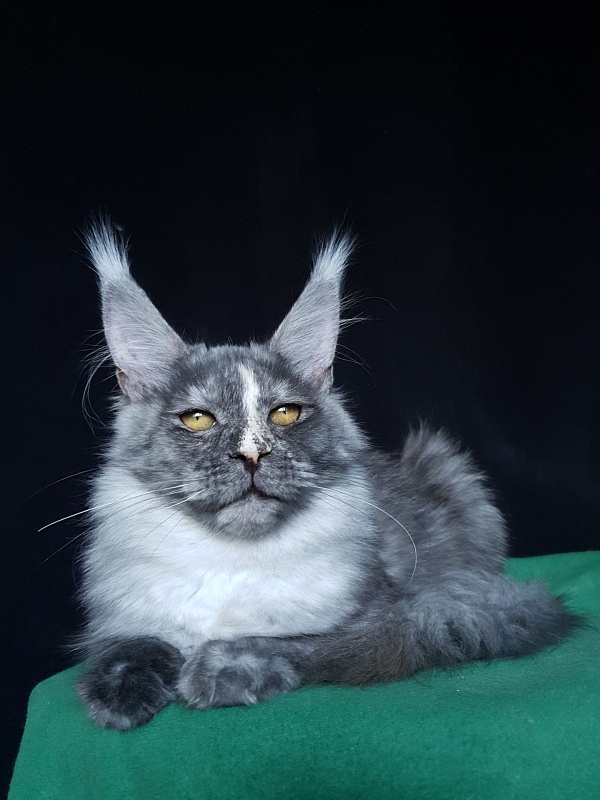 Madeira Akbars - Kitten maine-coon 5.5 months