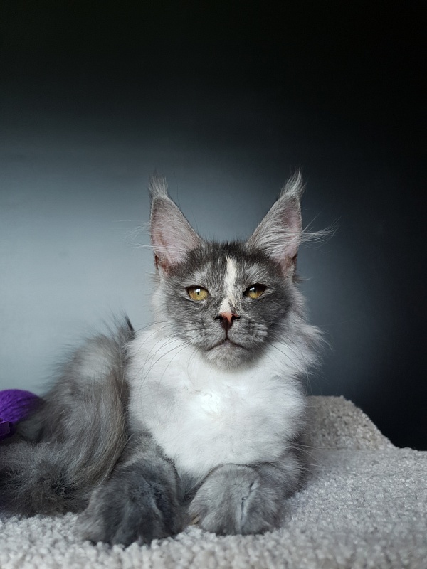 Madeira Akbars - Kitten maine-coon 3 months 0.5 weeks