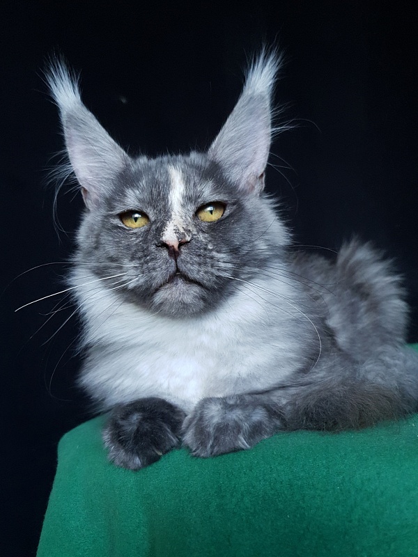 Madeira Akbars - Kitten maine-coon 5.5 months