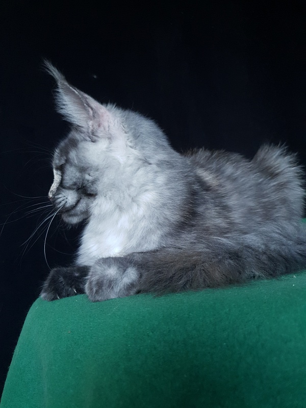 Madeira Akbars - Kitten maine-coon 5.5 months