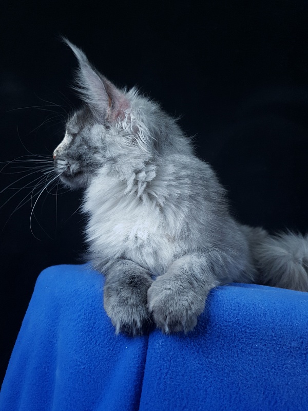 Madeira Akbars - Kitten maine-coon 6 months