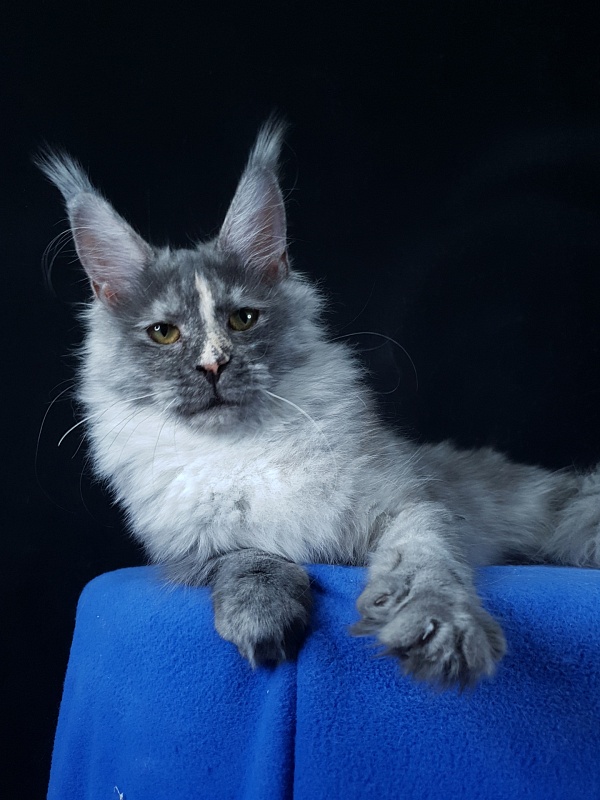 Madeira Akbars - Kitten maine-coon 6 months