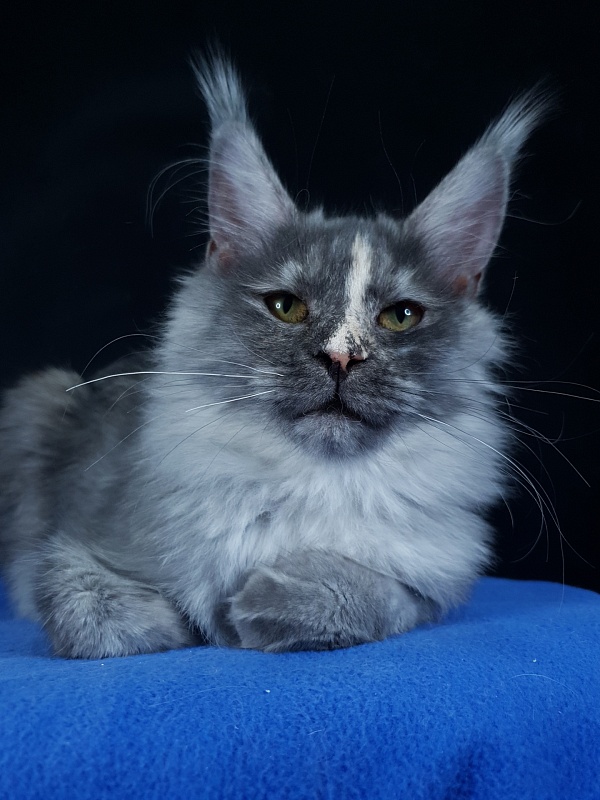 Madeira Akbars - Kitten maine-coon 6 months