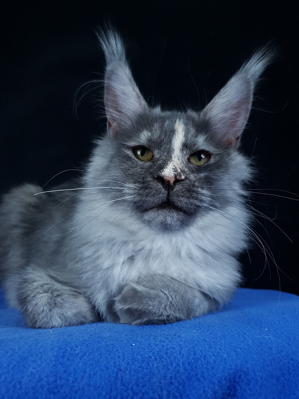 Madeira Akbars - Kitten maine-coon 6 months