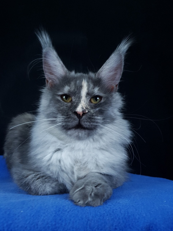 Madeira Akbars - Kitten maine-coon 6 months