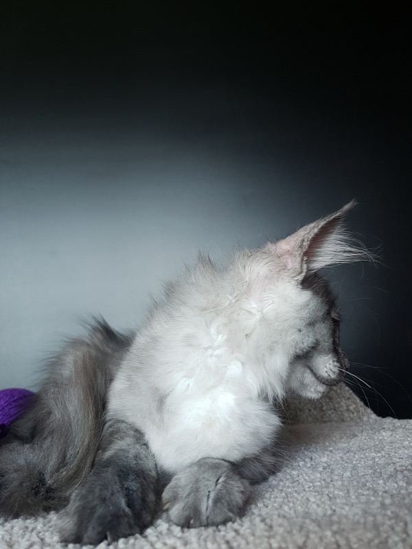 Madeira Akbars - Kitten maine-coon 3 months 0.5 weeks