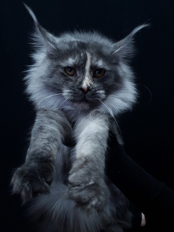 Madeira Akbars - Junior maine-coon 7 months 0.5 weeks