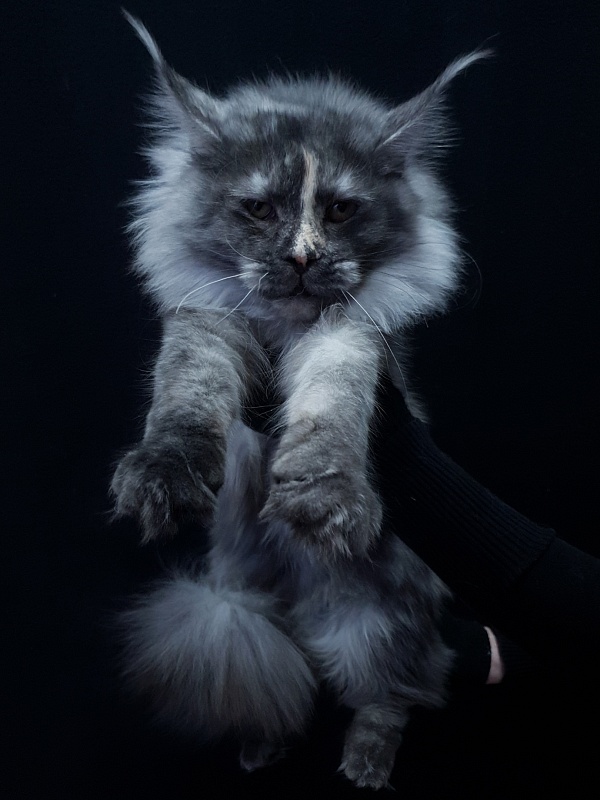 Madeira Akbars - Junior maine-coon 7 months 0.5 weeks