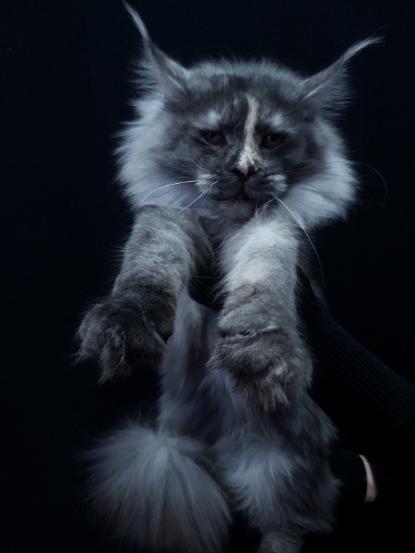 Madeira Akbars - Junior maine-coon 7 months 0.5 weeks