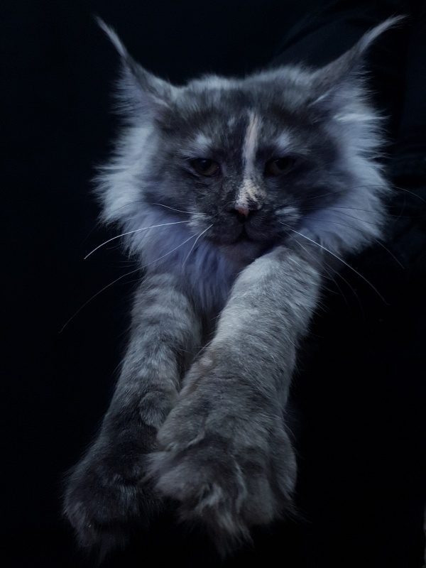 Madeira Akbars - Junior maine-coon 7 months 0.5 weeks