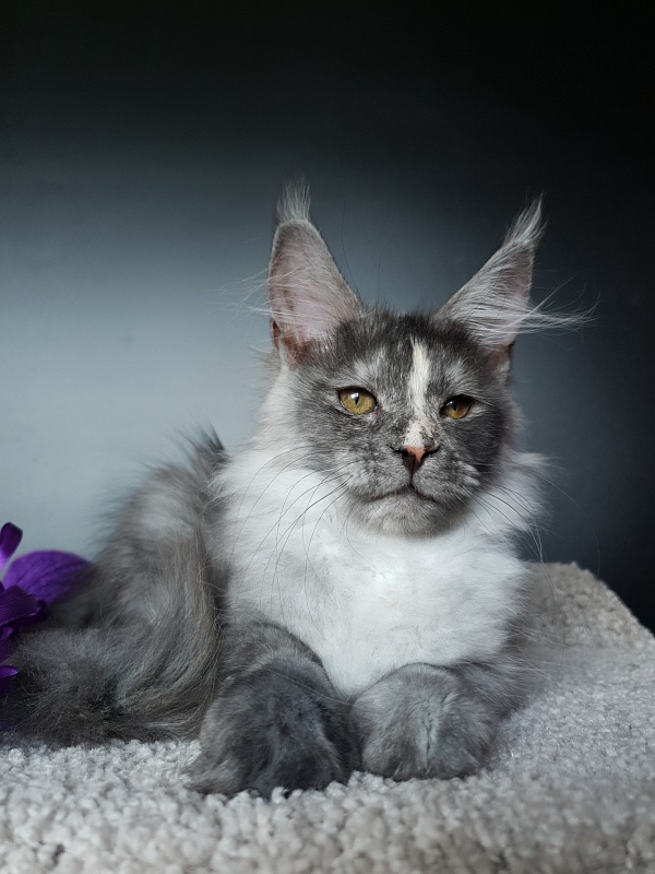 Madeira Akbars - Kitten maine-coon 3 months 0.5 weeks