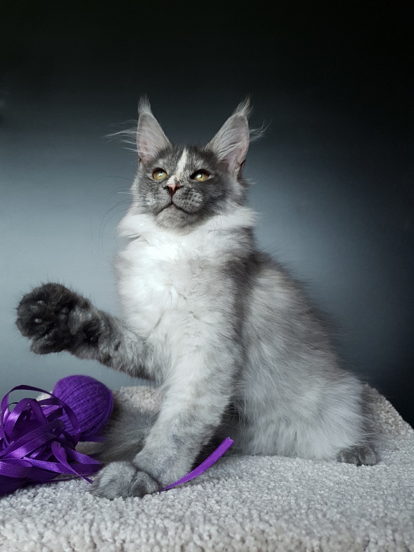 Madeira Akbars - Kitten maine-coon 3 months 0.5 weeks