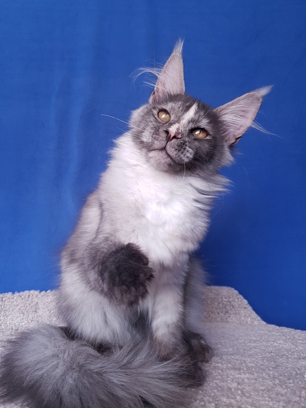 Madeira Akbars - Kitten maine-coon 3 months 4 weeks