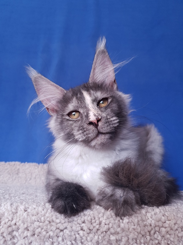 Madeira Akbars - Kitten maine-coon 3 months 4 weeks