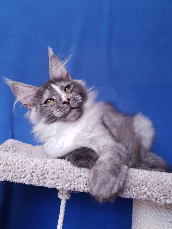 Madeira Akbars - Kitten maine-coon 3 months 4 weeks