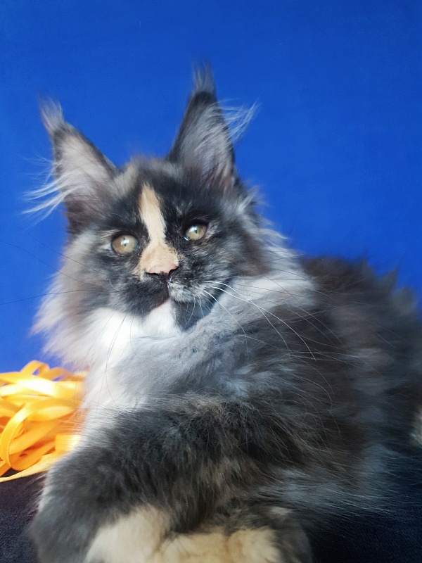 Lola Akbars (polydactyl) 66/66 - Kitten maine-coon 2 months 3 weeks