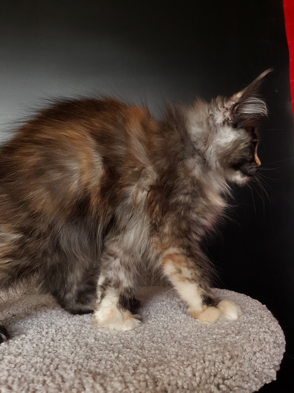 Lola Akbars (polydactyl) 66/66 - Kitten maine-coon 3 months 1 week