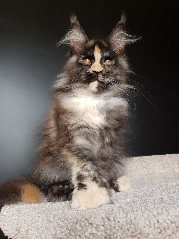 Lola Akbars (polydactyl) 66/66 - Kitten maine-coon 3 months 1 week