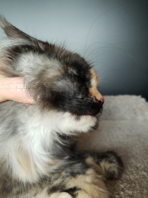 Lola Akbars (polydactyl) 66/66 - Kitten maine-coon 3 months 1 week