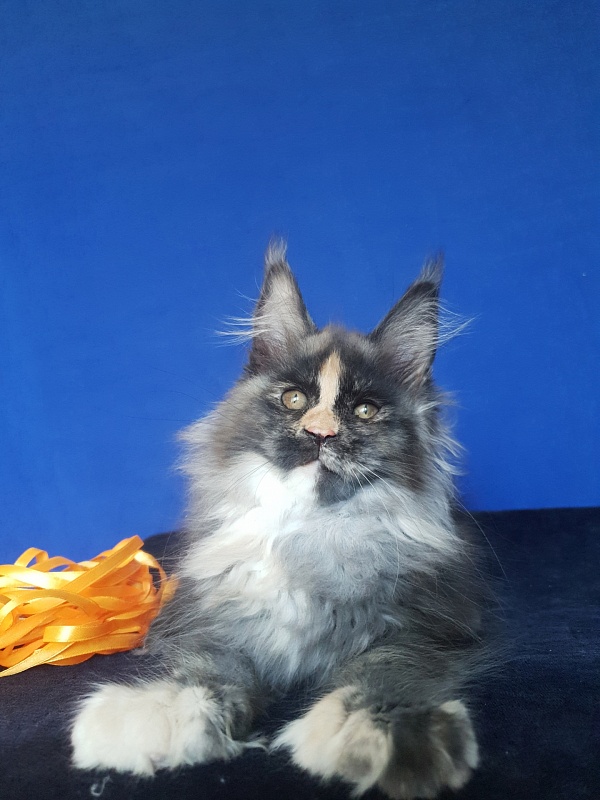 Lola Akbars (polydactyl) 66/66 - Kitten maine-coon 2 months 3 weeks