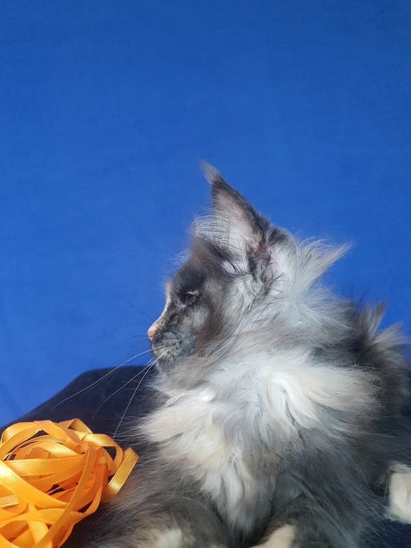 Lola Akbars (polydactyl) 66/66 - Kitten maine-coon 2 months 3 weeks