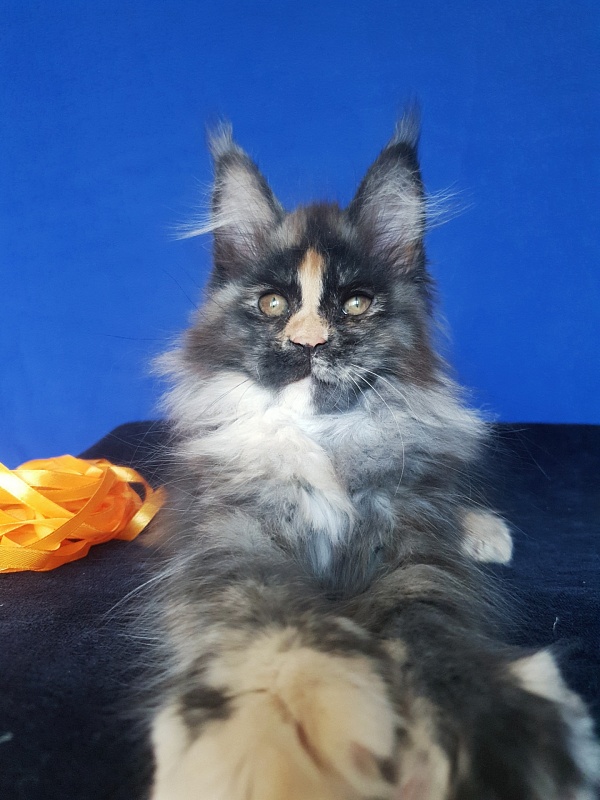 Lola Akbars (polydactyl) 66/66 - Kitten maine-coon 2 months 3 weeks