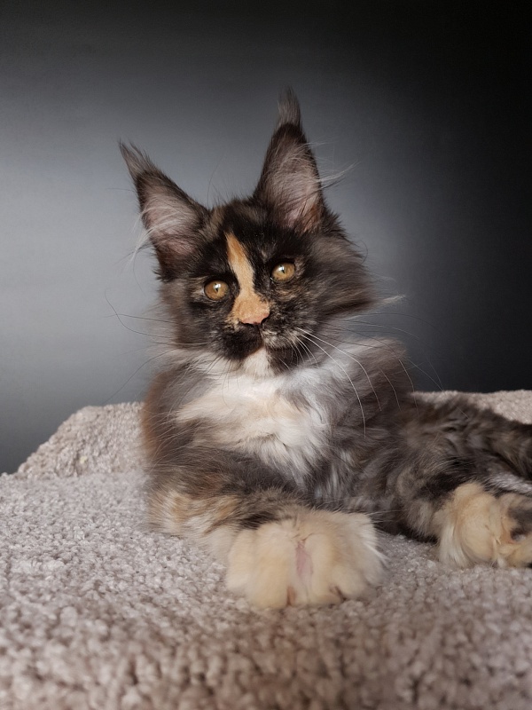 Lola Akbars (polydactyl) 66/66 - Kitten maine-coon 3 months 1 week