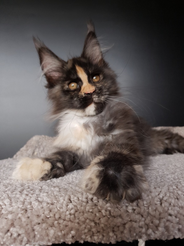 Lola Akbars (polydactyl) 66/66 - Kitten maine-coon 3 months 1 week