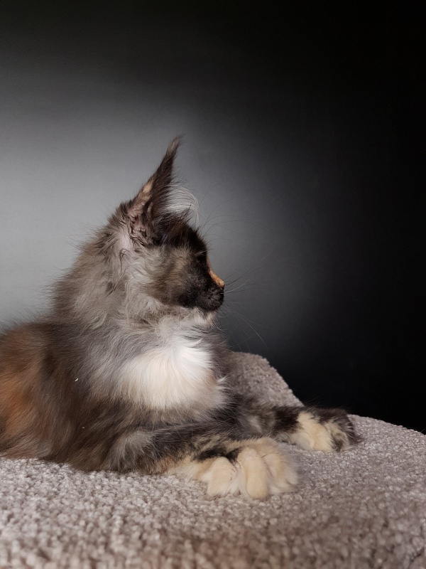 Lola Akbars (polydactyl) 66/66 - Kitten maine-coon 3 months 1 week