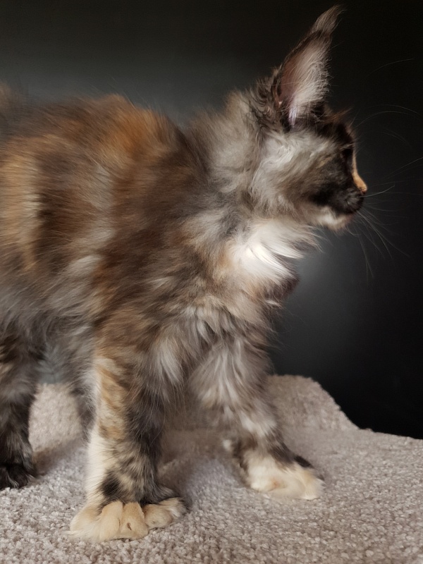 Lola Akbars (polydactyl) 66/66 - Kitten maine-coon 3 months 1 week